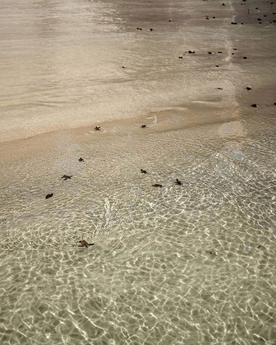 Several turtles on the beach